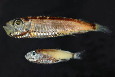 The two pearlside species the researchers studied, Maurolicus muelleri (top) and Maurolicus mucronatus (bottom).